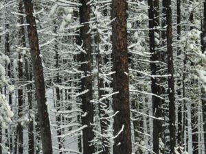 6 forest (Winter Thaw.)