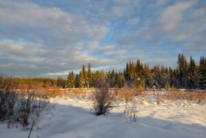 6 meadow (End of 2014)