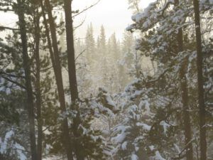 7 vague sun fog (Winter Thaw.)