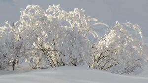 7. frost bushes (Down the Bella Coola Hill)