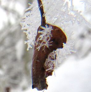 8 ice crystals (Winter Thaw.)