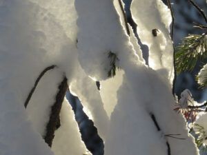 8 snow light 2 (Winter Wonderland)