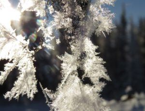 crystals on twig (Tatla Lake Santa Breakfast)
