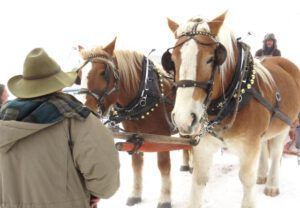 horse closeup (Tatla Lake Santa Breakfast)