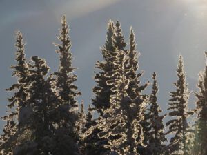 spruce and ice (Tatla Lake Santa Breakfast)
