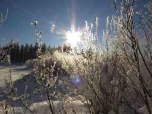 sun on willows (Tatla Lake Santa Breakfast)