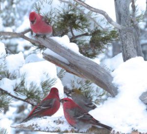 12a pine grosbeaks (Snowed In Again.)