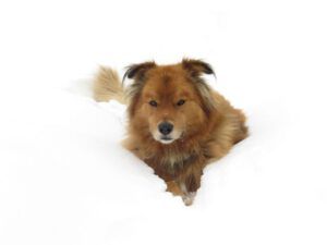 12b Harry deep snow (Snowed In Again.)