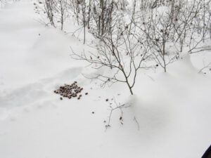 13 moose berries (The Days Are Getting Longer!)