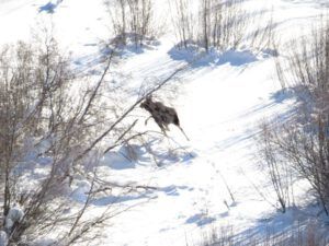 14 moose 1 (The Days Are Getting Longer!)