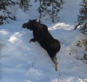 15 moose 2 (The Days Are Getting Longer!)