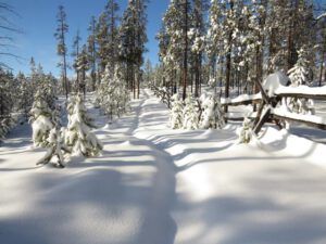 16 re-breaking trail (Snowed In Again.)