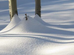 17a shadow pattern 2 (Snowed In Again.)