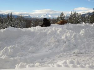2 dogs on snowbank 1 (The Days Are Getting Longer!)