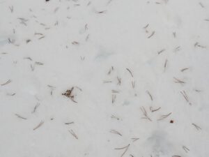 4 scattered needles (January Thaws)