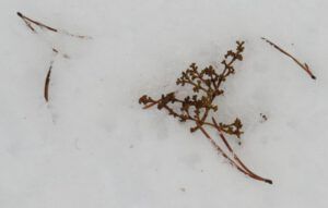 5 mistletoe (January Thaws)