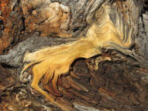 5 tree pattern (Snowed In Again.)