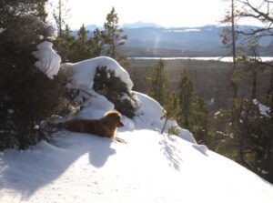 6 Harry in shade (Snowed In Again.)