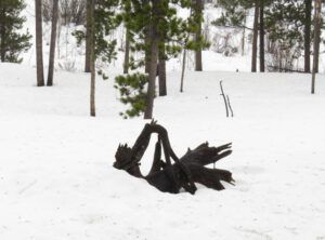 8 stump showing (January Thaws)