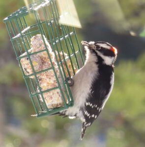 downy (January Thaws)