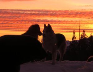 1 dogs IMG_2152 (2015 Galiano Literary Festival)