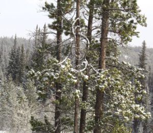 12 new snow (Ice Rules)