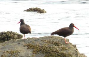 13 oyster catchersIMG_2207 (2015 Galiano Literary Festival)