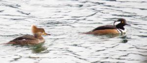 14 hooded mergansersIMG_2215 (2015 Galiano Literary Festival)