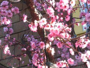 17 flowering almond (2015 Galiano Literary Festival)