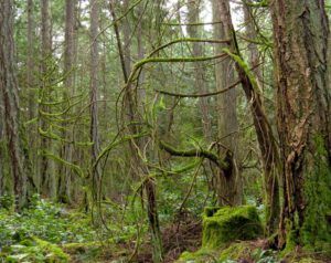 20 curley cedars (2015 Galiano Literary Festival)