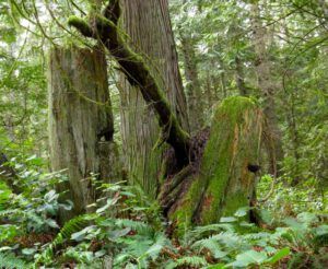 21 stumps (2015 Galiano Literary Festival)