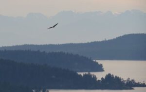 23 eagle (2015 Galiano Literary Festival)