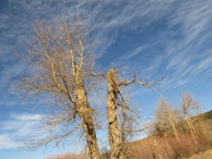 6 cottonwoods IMG_2174 (2015 Galiano Literary Festival)