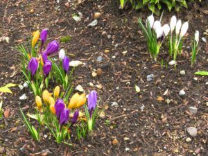 8 cr0cusesIMG_2183 (2015 Galiano Literary Festival)