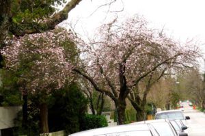 9 cherry blossom (2015 Galiano Literary Festival)
