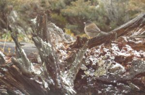 1 junco and snow (Equinox)
