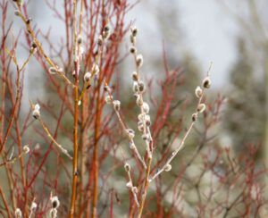 1 pussy willow (Spring Is Just Around The Corner)