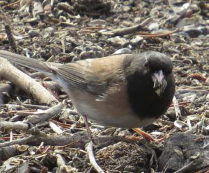 10 Junco (Megathaw!)