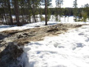 10  ash on garden 1 (Megathaw!)