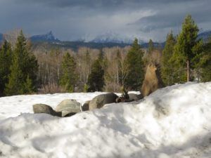 11 rock garden appearing (Megathaw!)