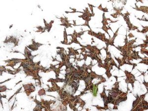 11 thaw pattern (Equinox)