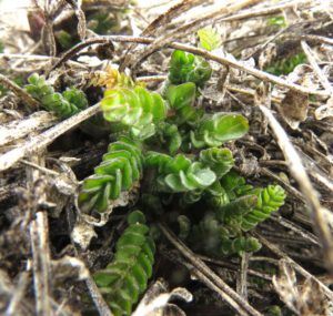 12b jacobs ladder (Equinox)