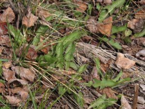 12c dandelions (Equinox)