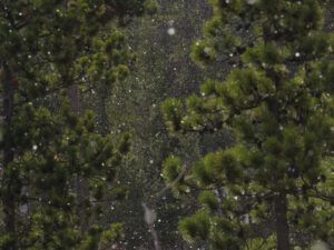 14 ffresh falling snow (Megathaw!)