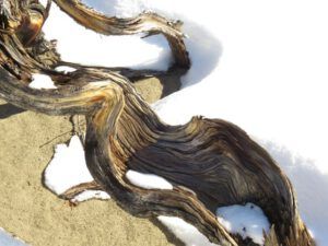 16 twisted root (Spring Is Just Around The Corner)