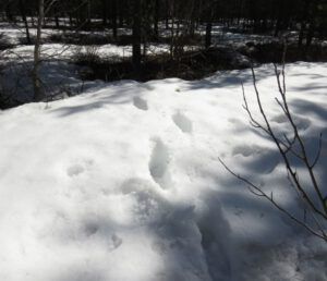 18 deep snow in bush (Equinox)