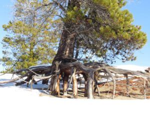18 spider tree 2 (Spring Is Just Around The Corner)