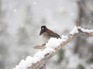 2 junco snowing (Equinox)