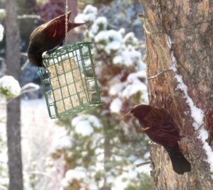 2 rwbbs (Spring Is Just Around The Corner)