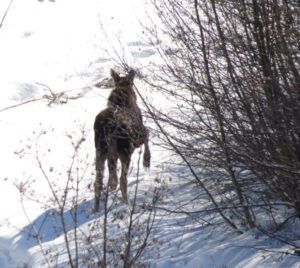 21 moose (Spring Is Just Around The Corner)